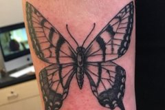 Butterfly-Carlos
