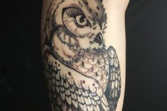 Owl-Carlos