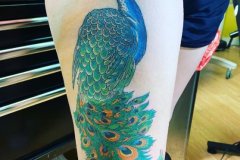 Peacock-Dave-B