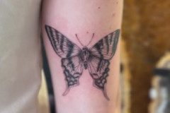 Butterfly-Jorge-R